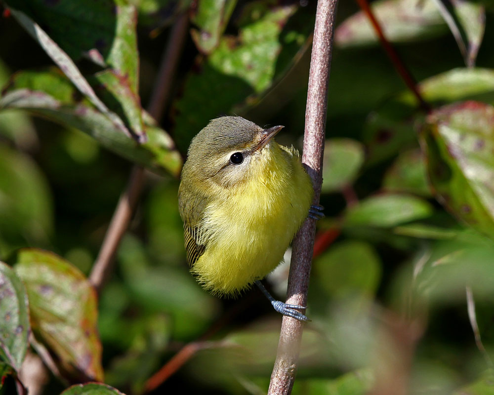 Philadelphia Vireo photo by Larry Dau